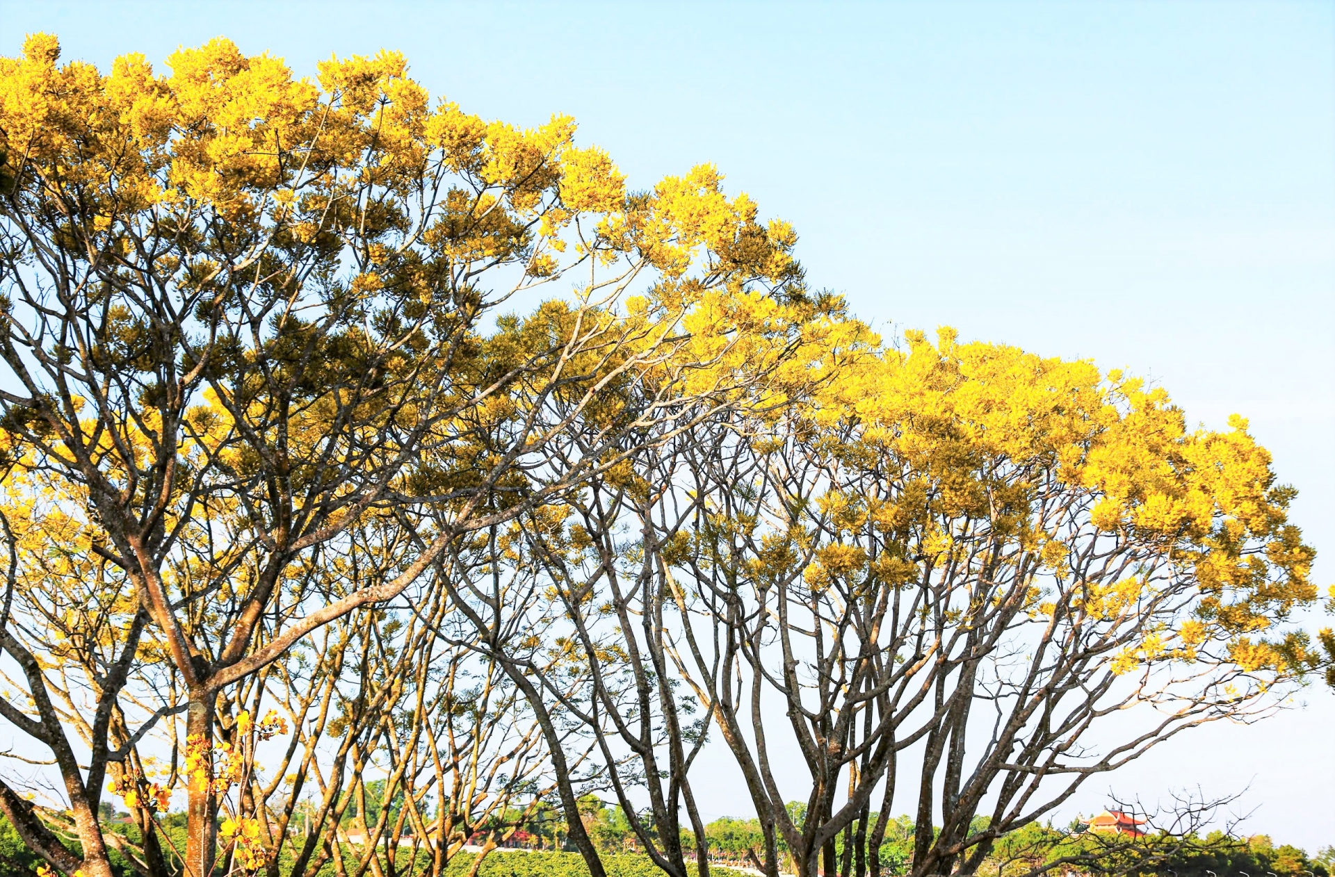Rare yellow royal poinciana flowers are in full bloom at Bat Nha Monastery (Dam Bri commune, Bao Loc city) in the first days of the new Spring of At Ty.