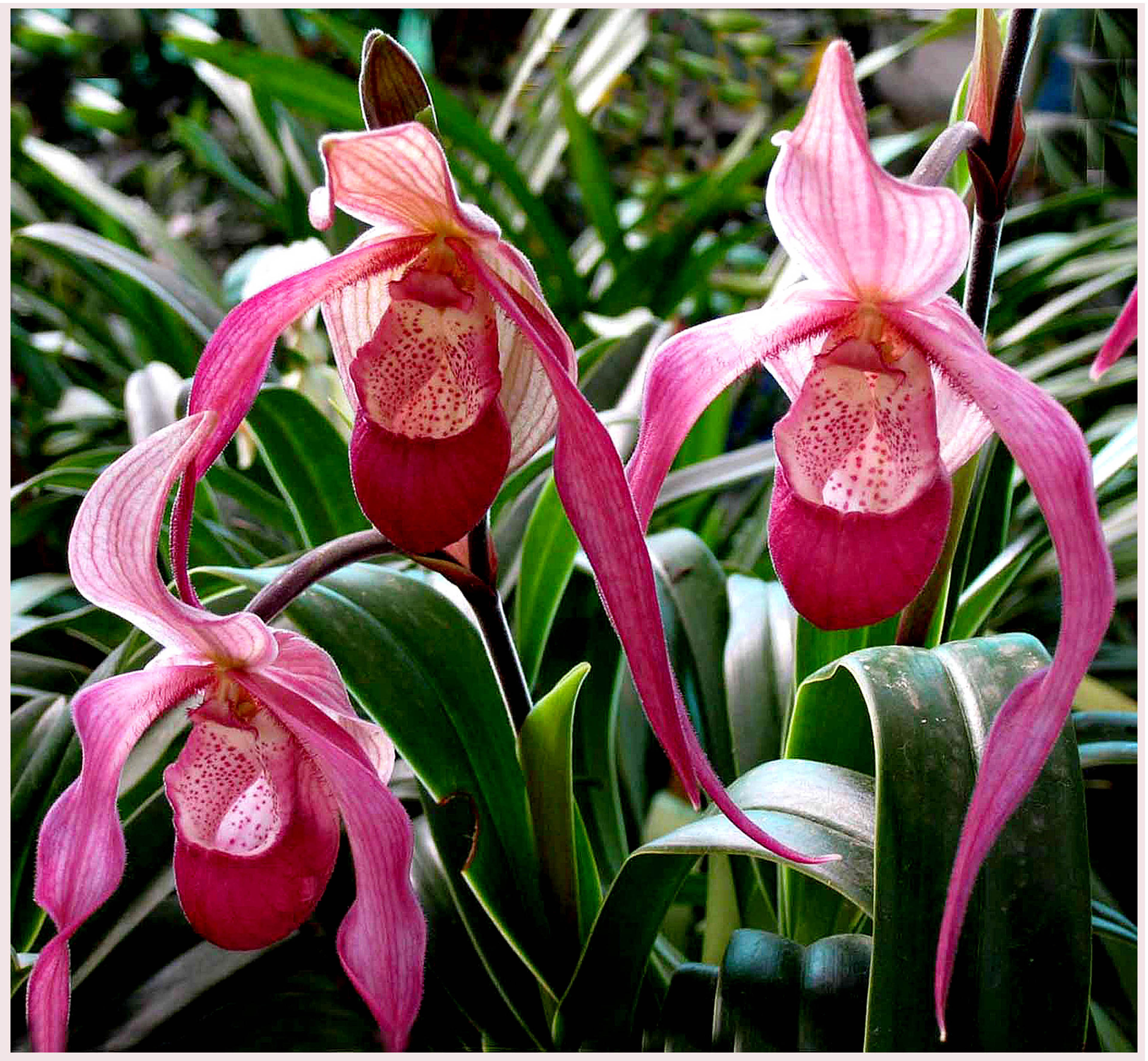 Orquídea de Dalat