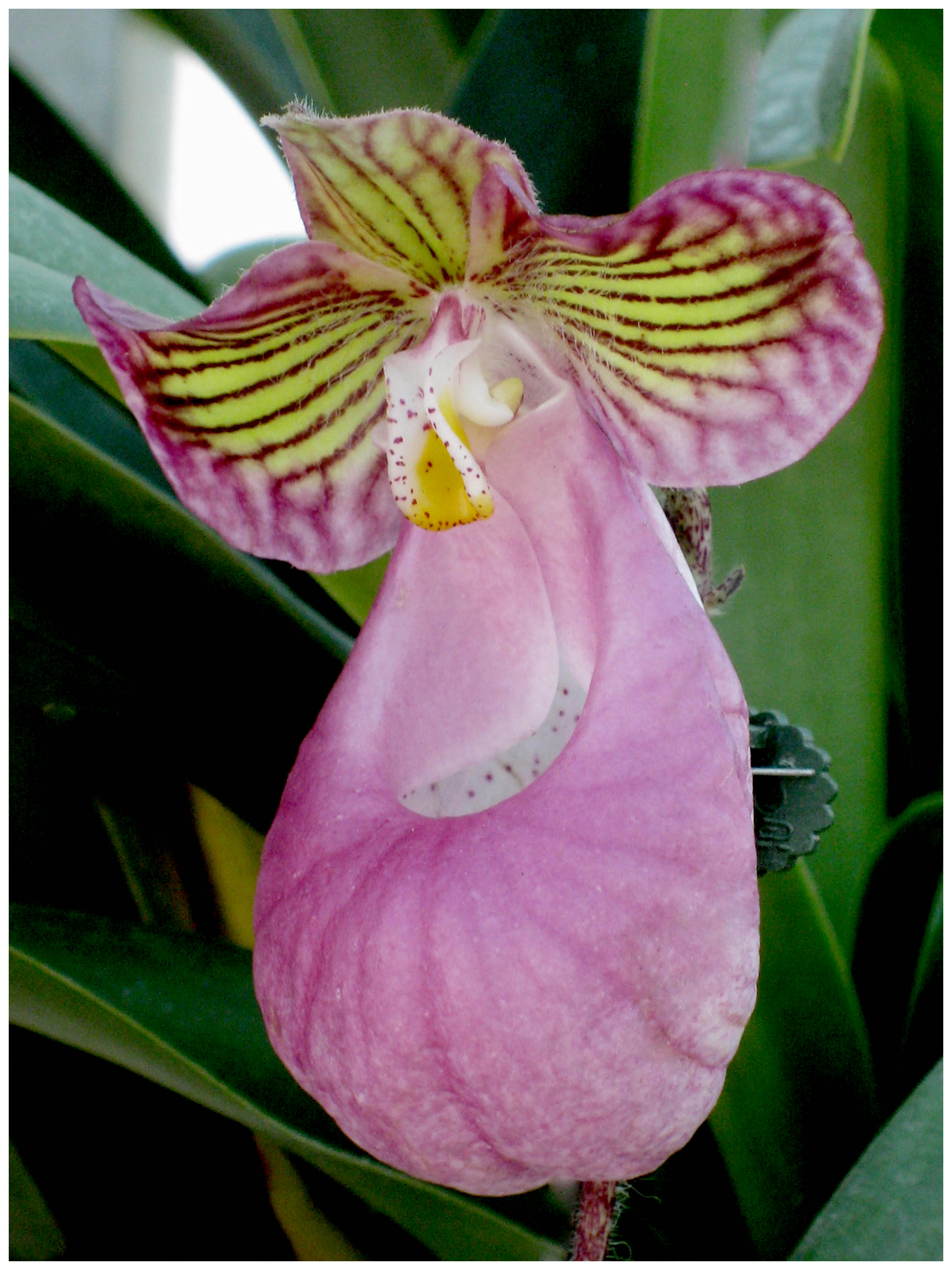 Orquídea de Dalat