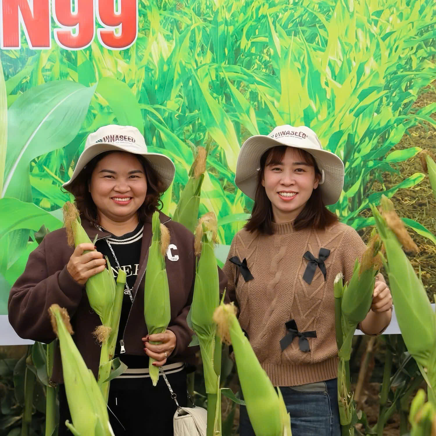 Giống ngô nếp HN99: Cơ hội mới cho nông dân trong biến động thị trường - Ảnh 2.