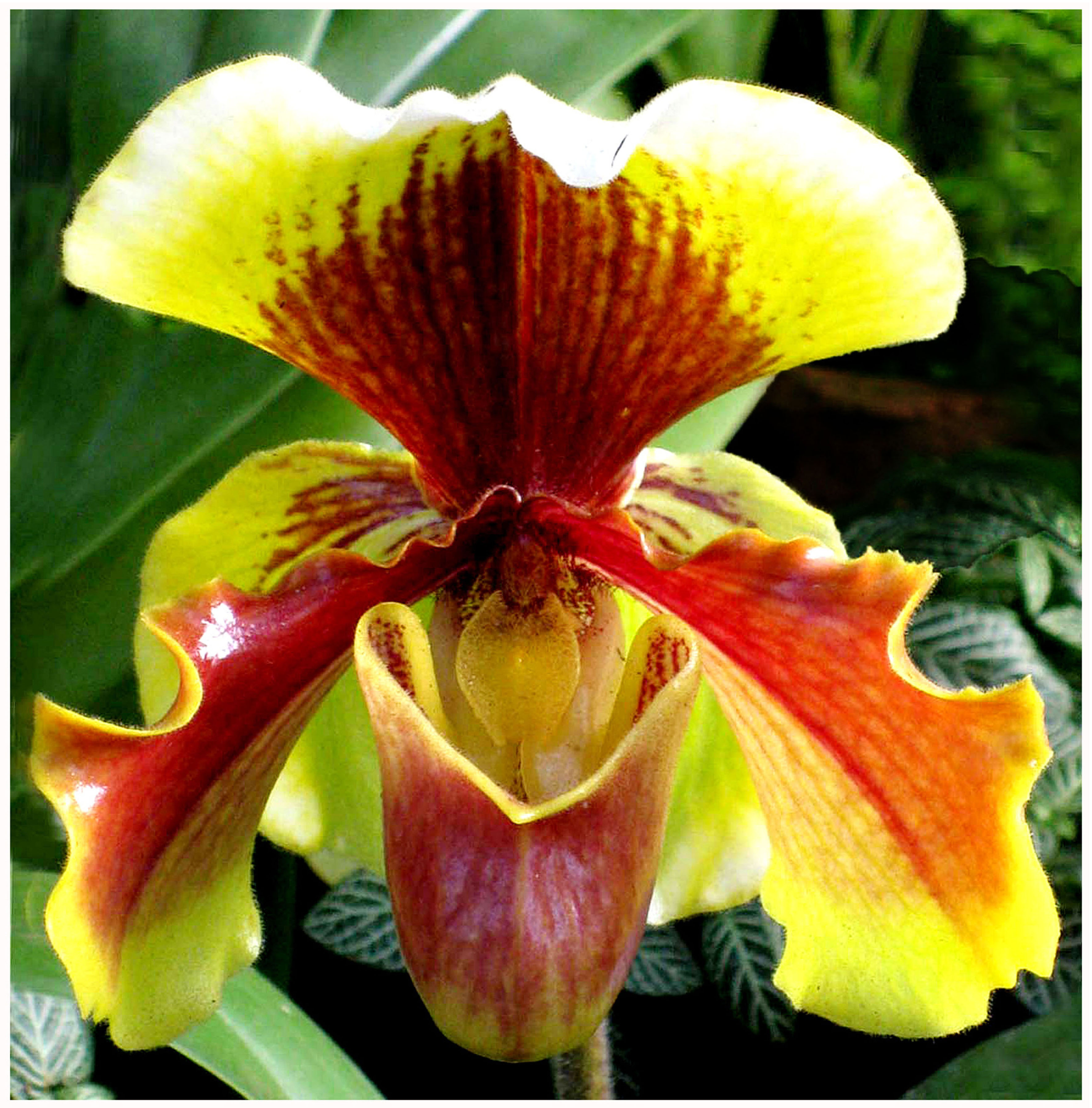 Orquídea de Dalat