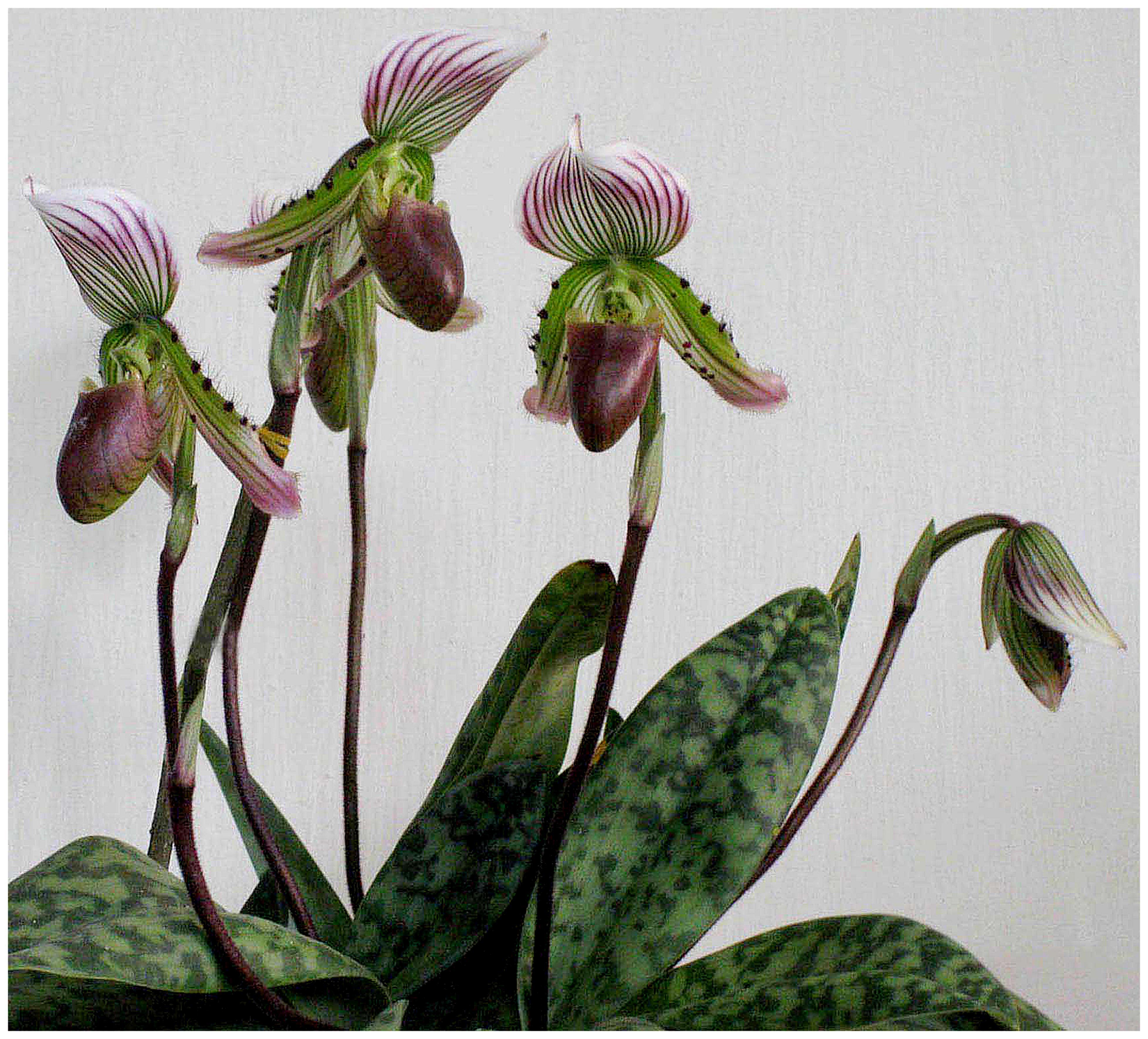Orquídea de Dalat