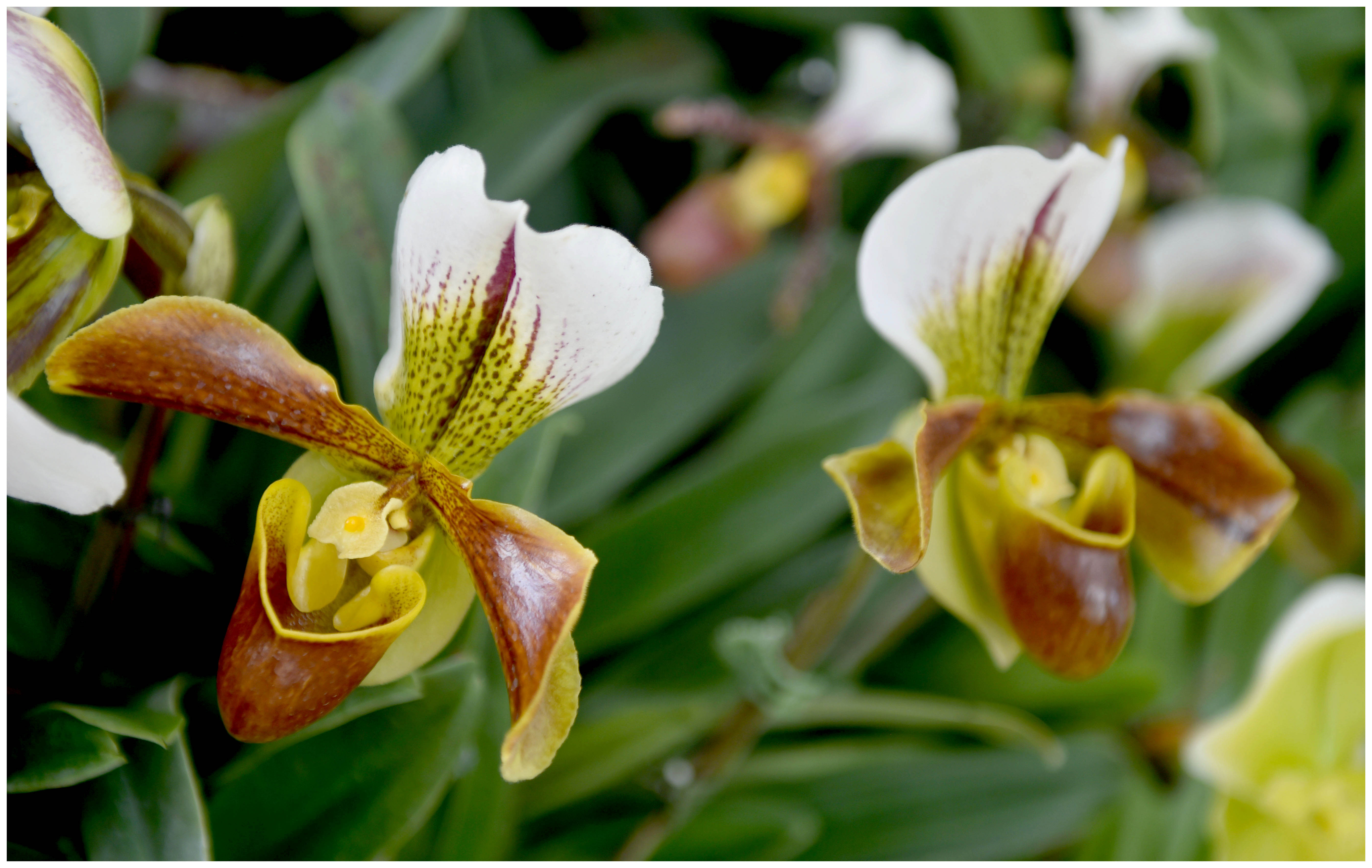 Orquídea de Dalat