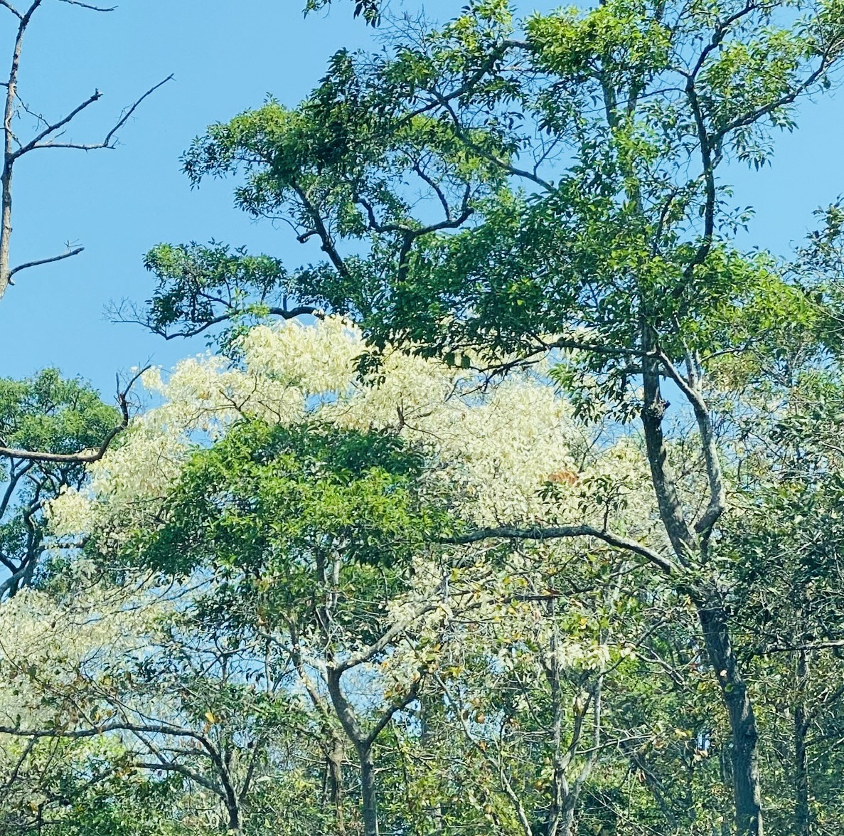 The leaves of the Cam Lien tree change to pure white in Binh Chau-Phuoc Buu forest.