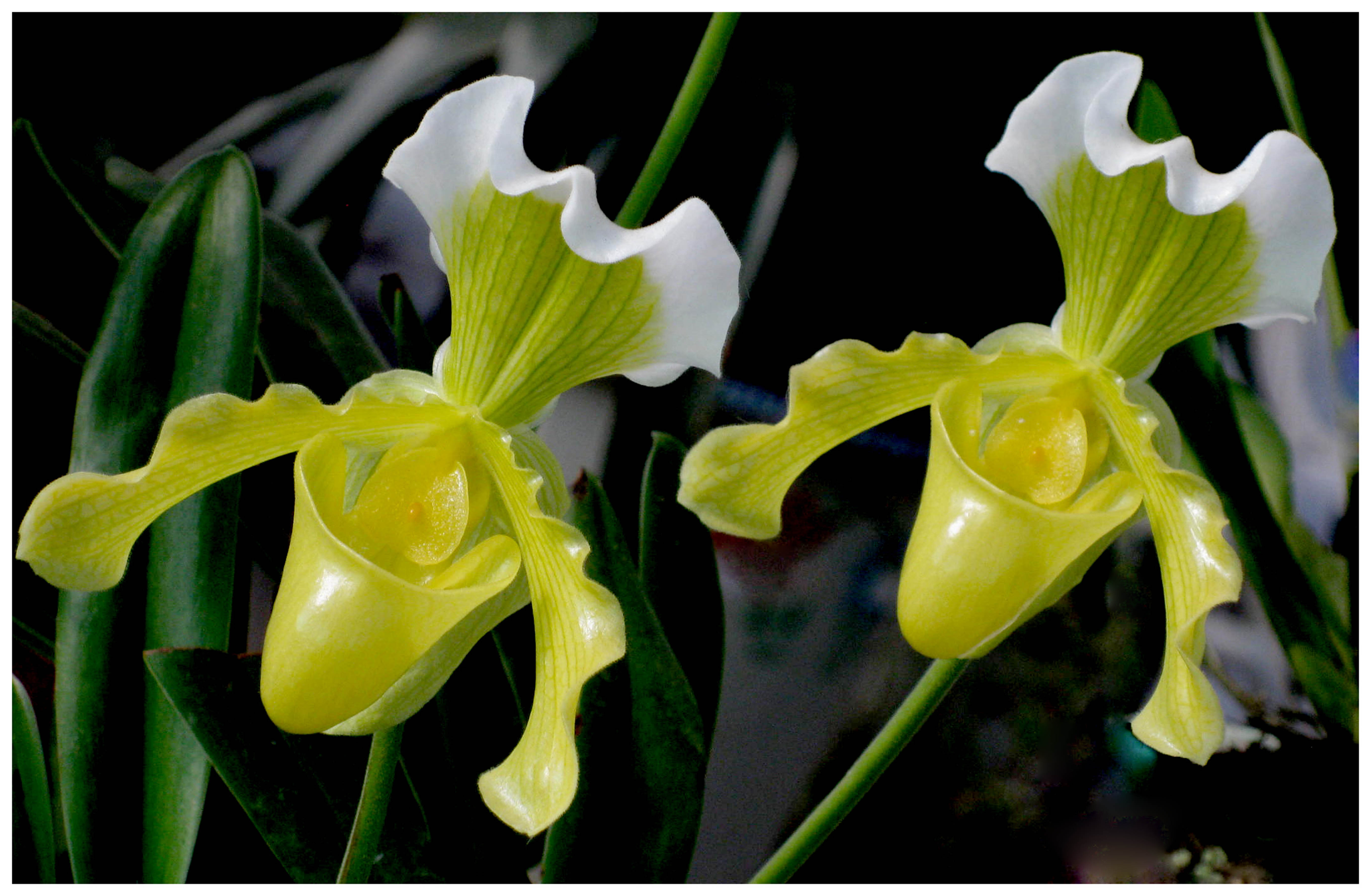 Orquídea de Dalat