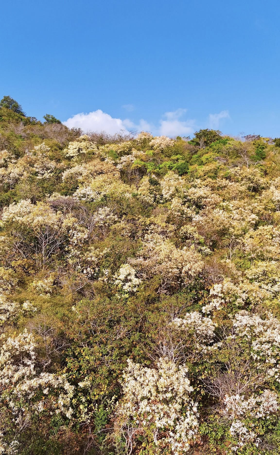 The purple trumpet vine changes leaves as if it is wearing a new coat on the slope of Tam An mountain (Long Dat district).