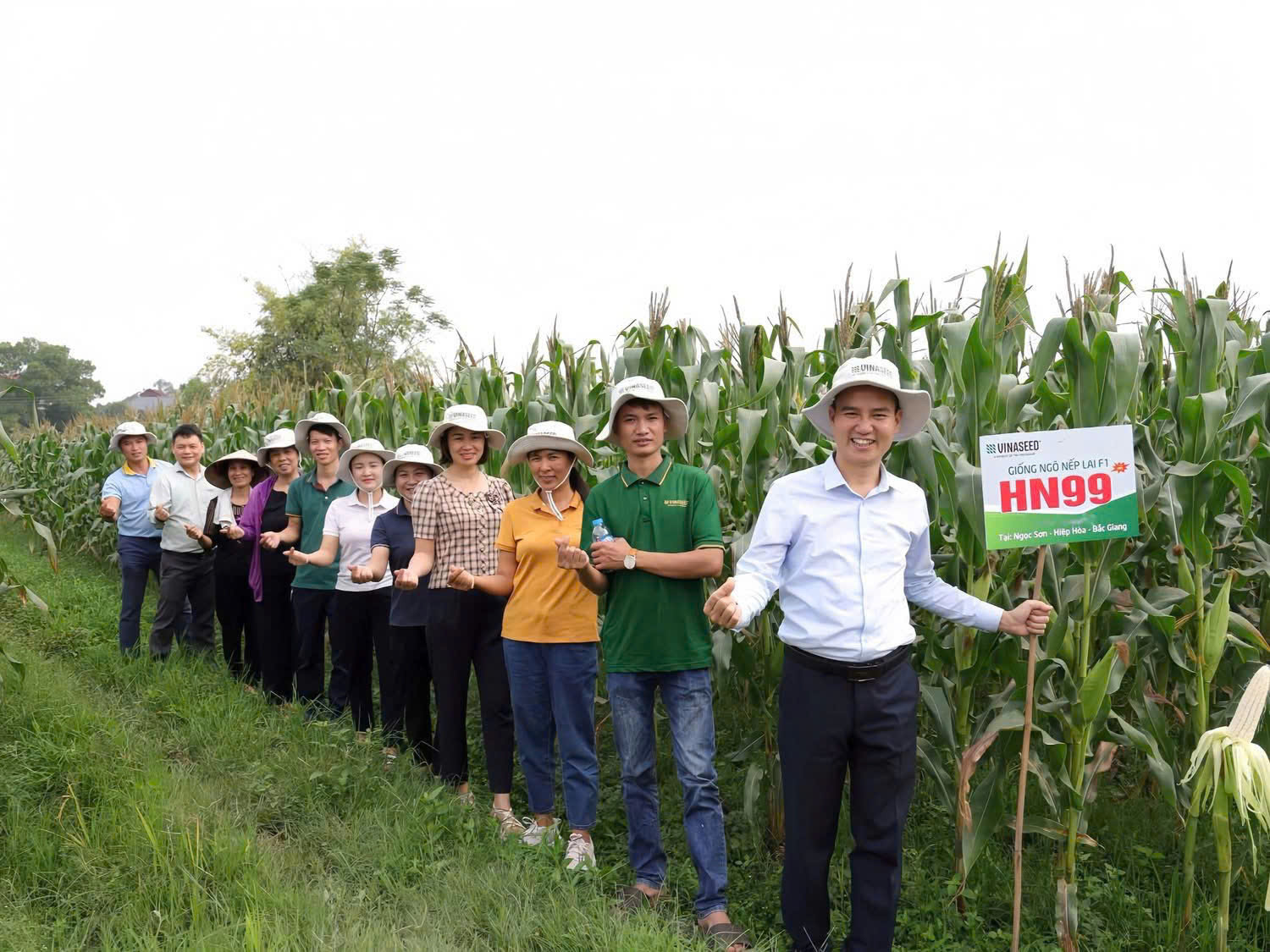 Giống ngô nếp HN99: Cơ hội mới cho nông dân trong biến động thị trường - Ảnh 3.