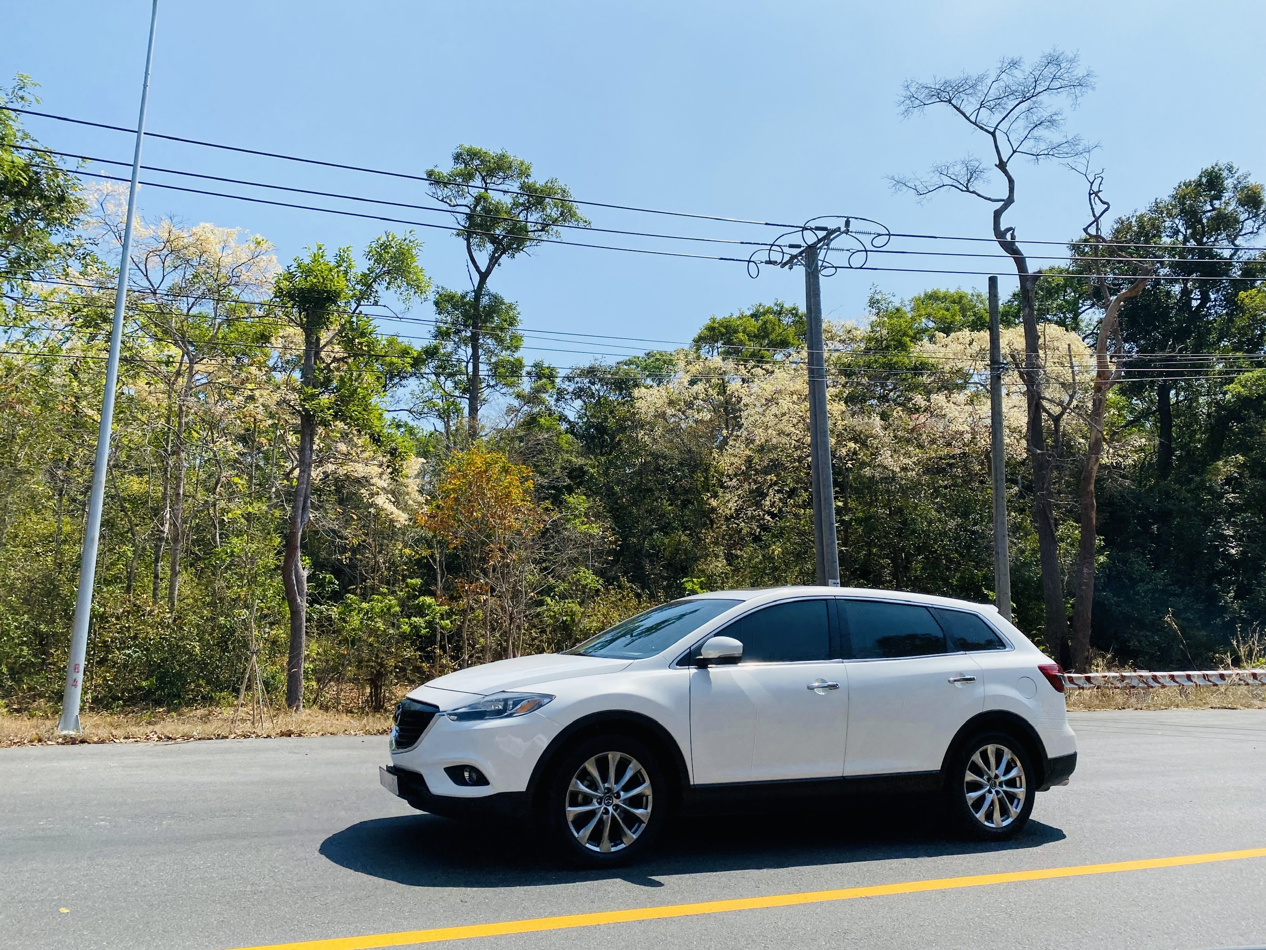 The flowers change to pure white along the road through Binh Chau-Phuoc Buu forest.