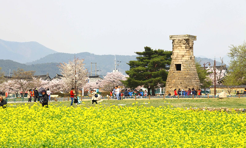 Festival de los Cerezos en Flor en Gyeongju. Foto de : KTO