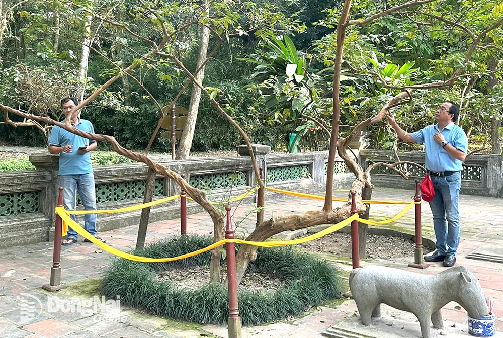 Turistler Lam Kinh Sarayı'nda 