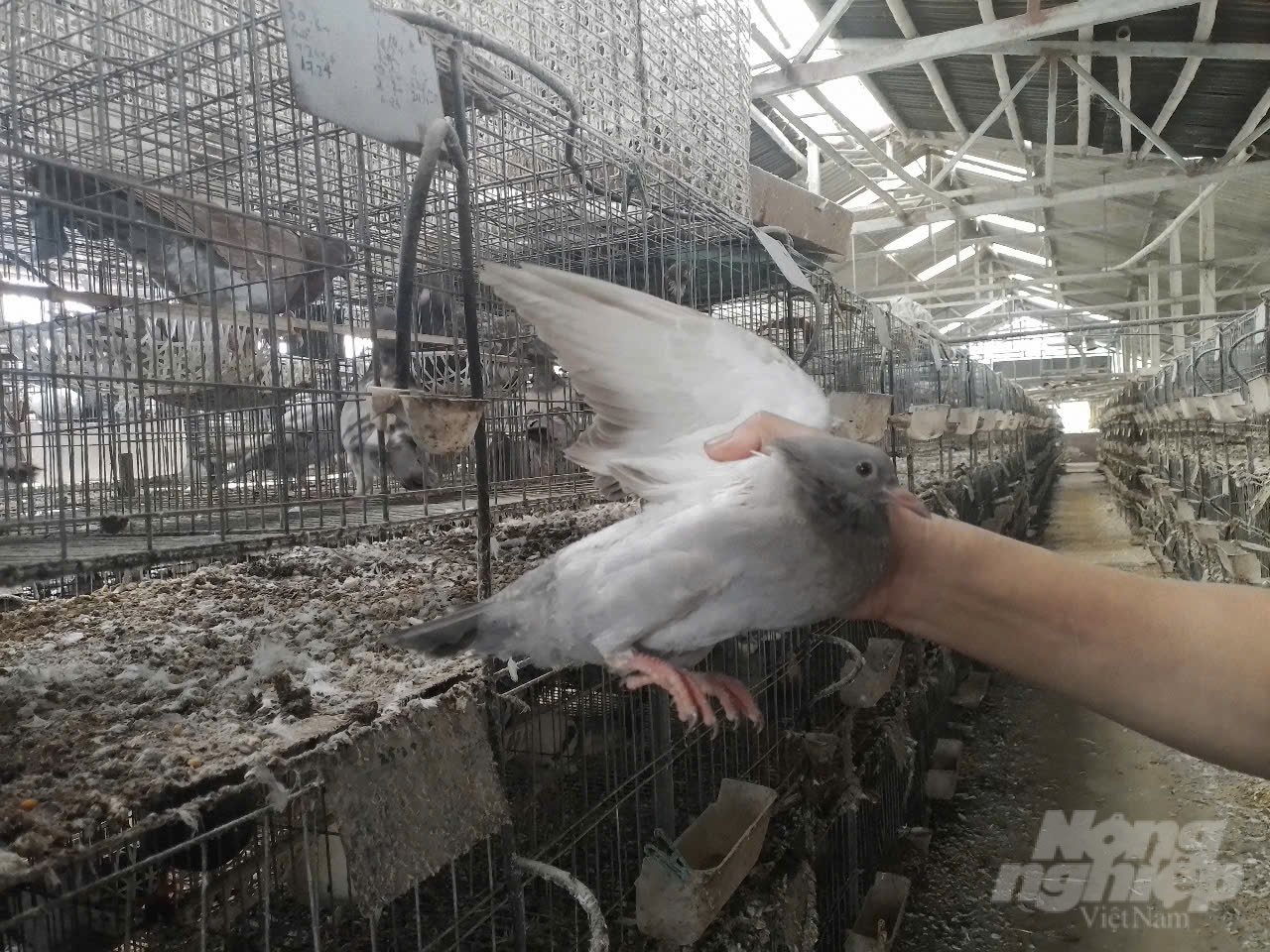 Merpati komersial siap dipasarkan. Foto: Hai Tien.