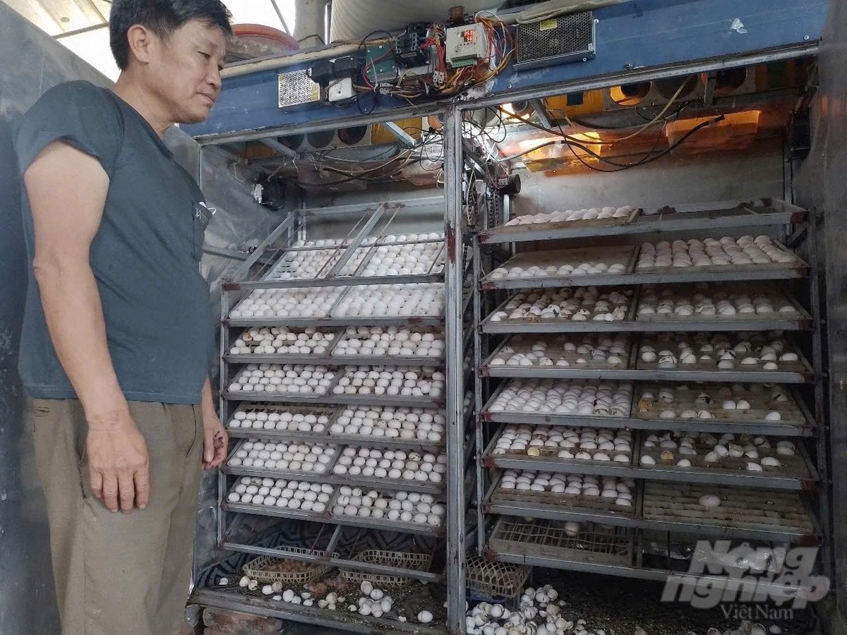 Inkubator telur merpati. Foto: Hai Tien.