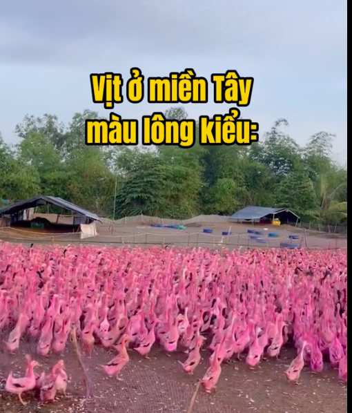 Đàn vịt màu hồng ở miền Tây 'gây sốt' mạng xã hội- Ảnh 1.
