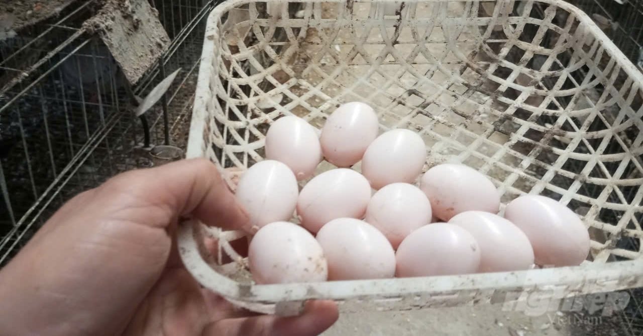 Telur palsu tidak dapat dibedakan dari telur merpati asli. Foto: Hai Tien.