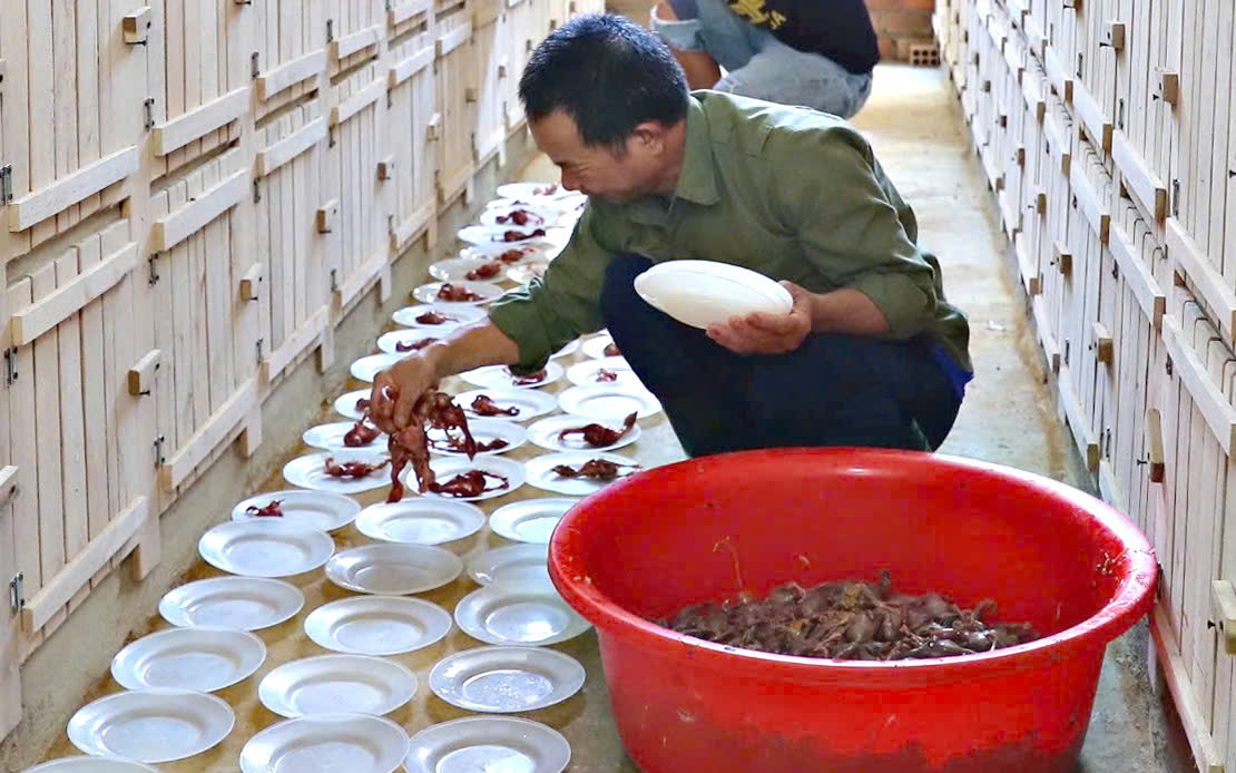 Nuôi bầy bò sát hàng vạn con, anh nông dân Lâm Đồng thu tiền tỷ mỗi năm - Ảnh 2.
