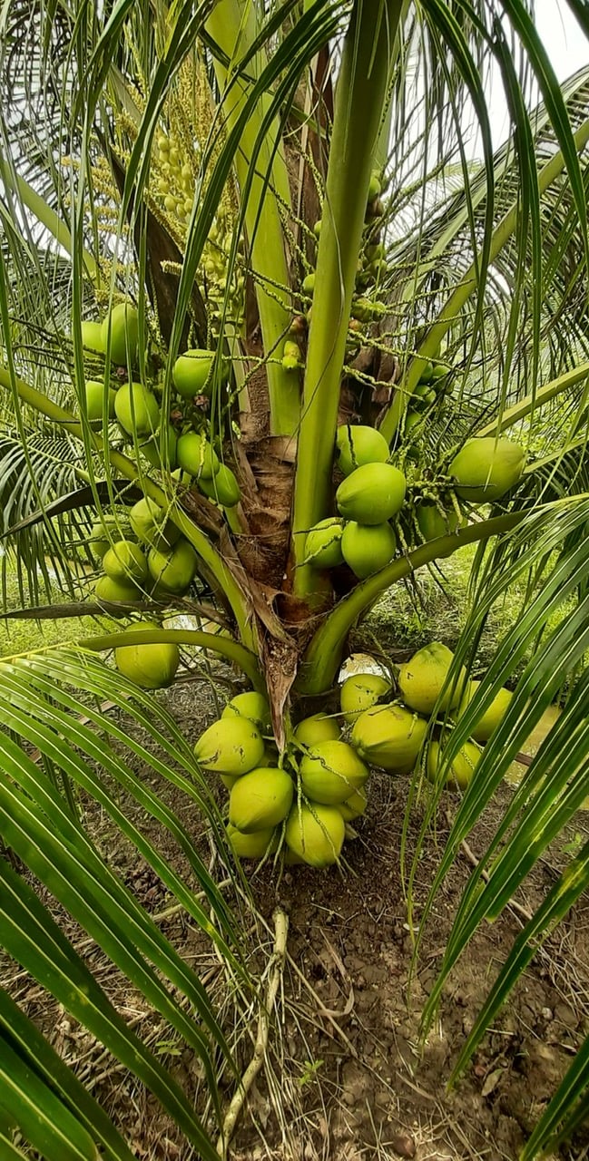 Dừa sáp, loại quả ngon, đặc sản Trà Vinh, cây thấp tè trái quá trời, hễ bẻ là bán hết veo, cục tiền- Ảnh 2.