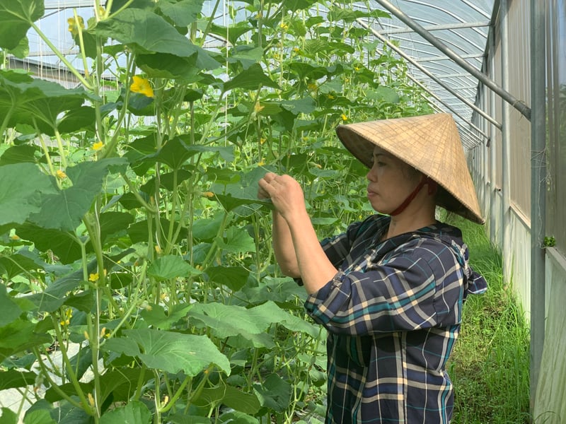 Ứng dụng khoa học - công nghệ, nhân lên những “mùa quả ngọt”