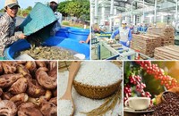 Agricultural products for export must meet many new standards. (Illustration photo: ST)