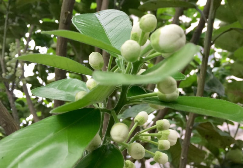 Mùa hoa bưởi - Báo Quảng Bình điện tử