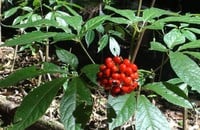 Ngoc Linh Ginseng (Internet photo).