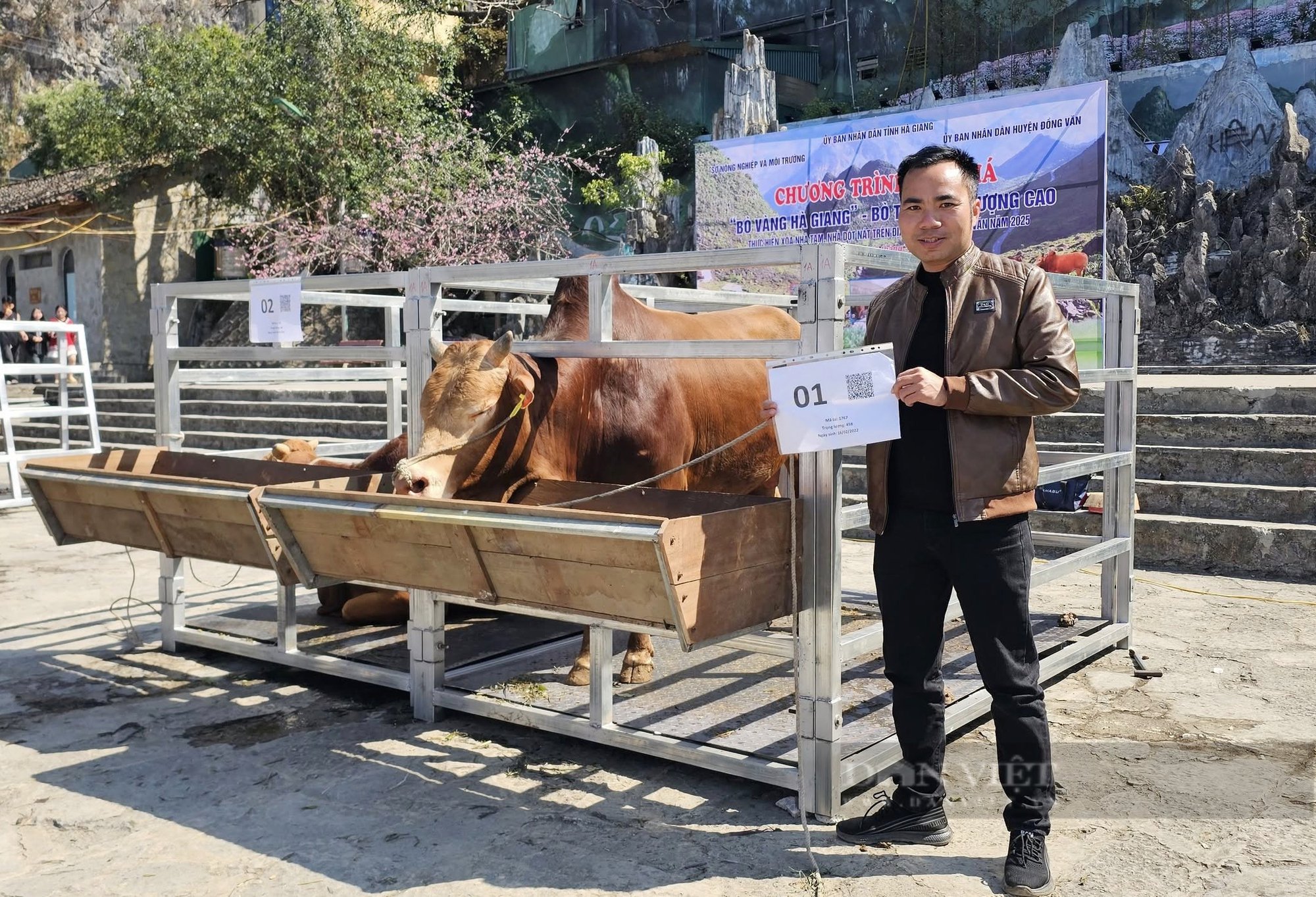 Lần đầu tiên những chú “Bò vàng” được lên sàn đấu giá - Ảnh 3.