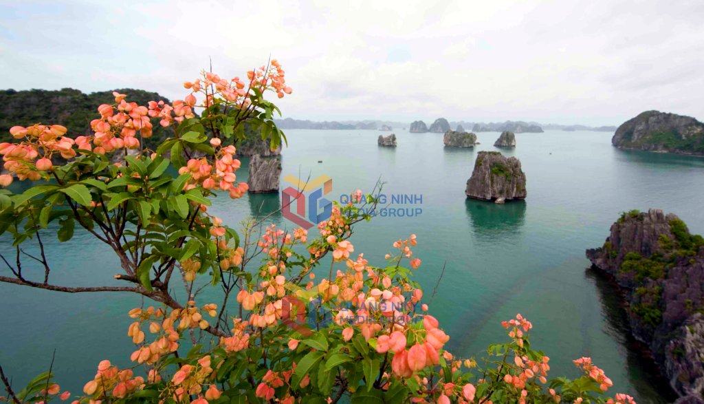 Adding beauty to Ha Long Bay