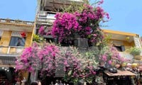 ดอกเฟื่องฟ้าบานสะพรั่งในฮอยอันภายใต้แสงแดดอันบริสุทธิ์