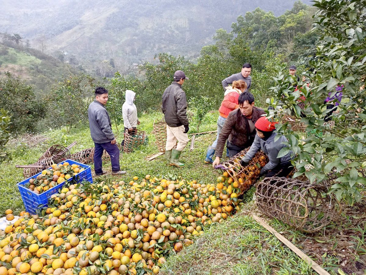 Die Vinh Phuc VietGap Orange Cooperative (Bac Quang) verdient mit dem Anbau von Sanh-Orangen über 1 Milliarde VND pro Jahr.