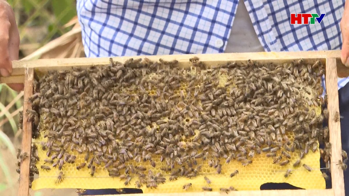 Ha Tinh tiene más de 45.000 colonias de abejas melíferas.