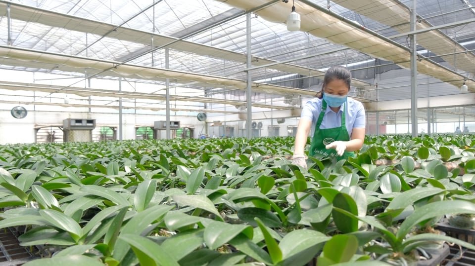 Modelo de cultivo de orquídeas de alta tecnología en el distrito de Me Linh (Hanoi).