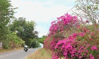 ปริศนาถนนสายดอกเฟื่องฟ้า ยาว 25 กม. กลางป่าดงดิบ จ.ด่งนาย