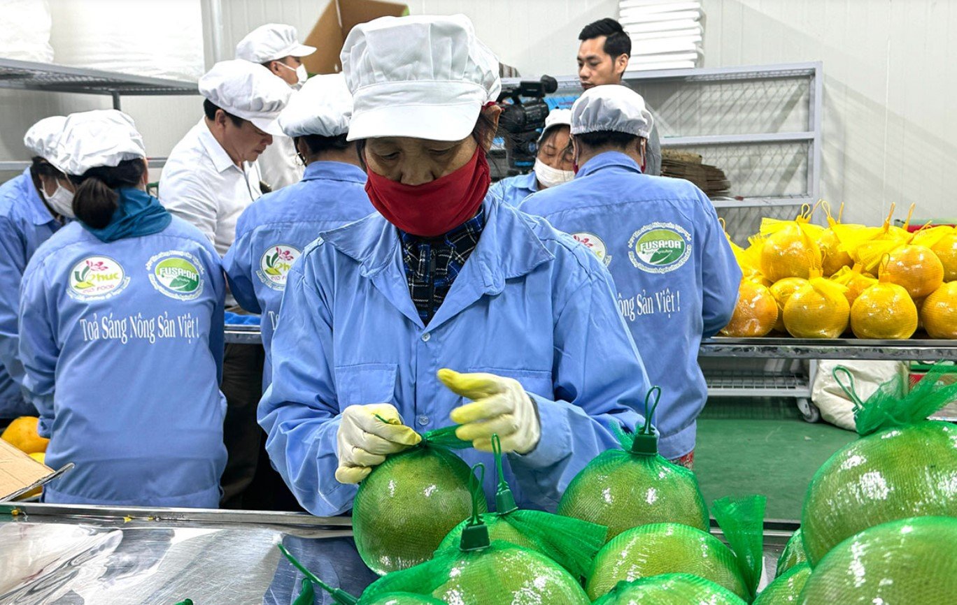 柑橘類の生産、消費、輸出を促進する