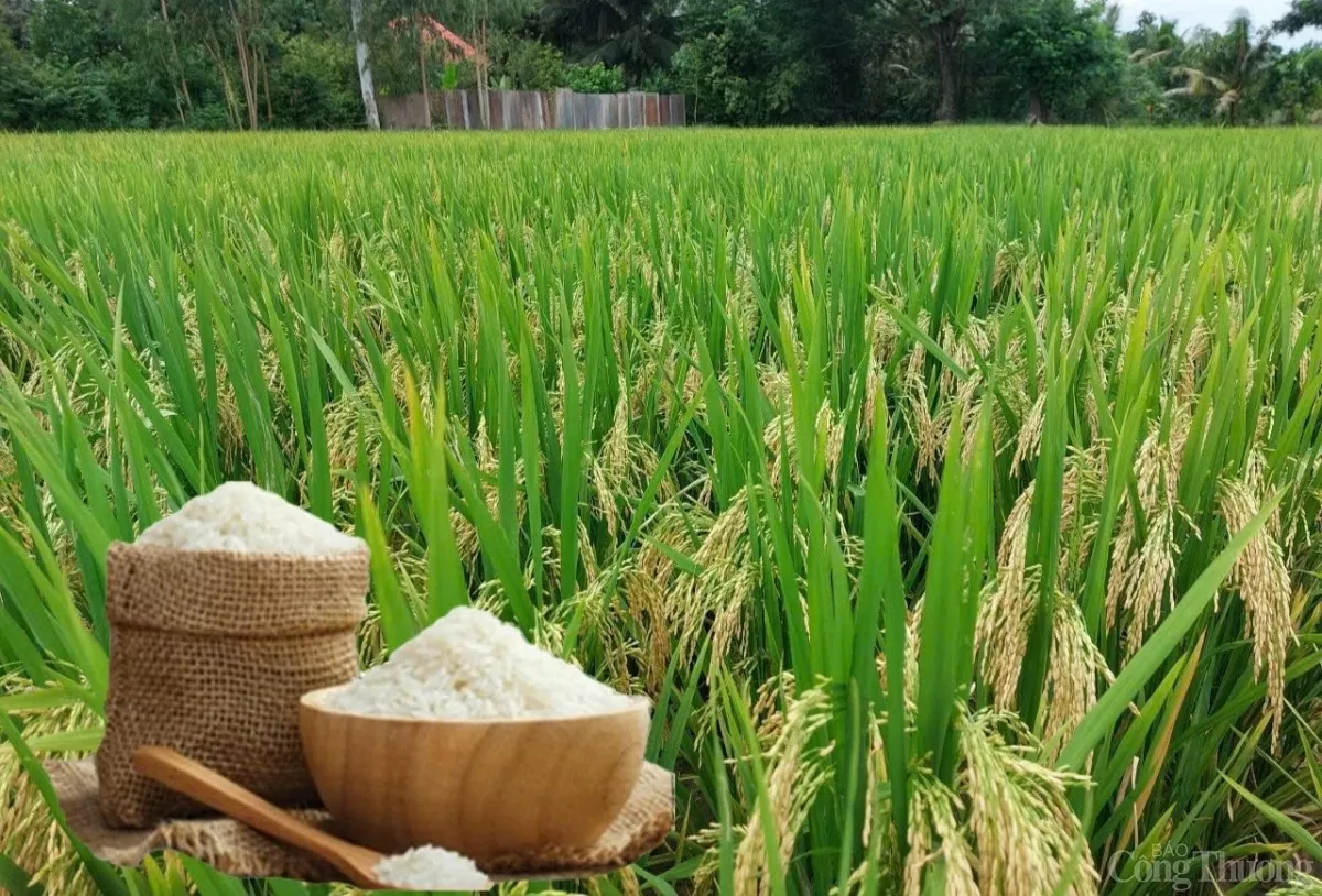 Los precios del arroz hoy, 2 de marzo, y la semana pasada son mixtos.