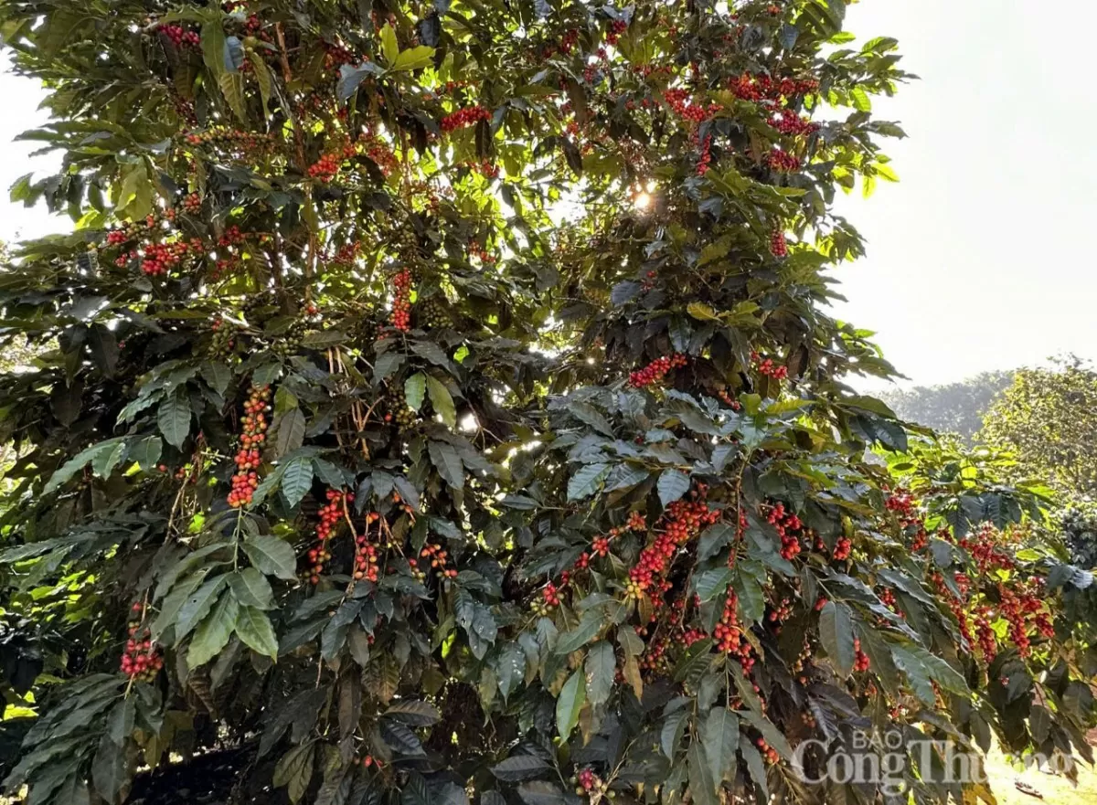 El precio del café se prevé que para mañana, 4 de marzo de 2025, volverá a aumentar