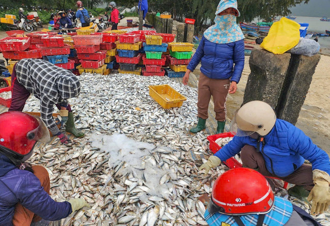 Hai ngày ra khơi, ngư dân Hà Tĩnh trúng đậm hải sản, thu nhập hàng chục triệu đồng ảnh 3