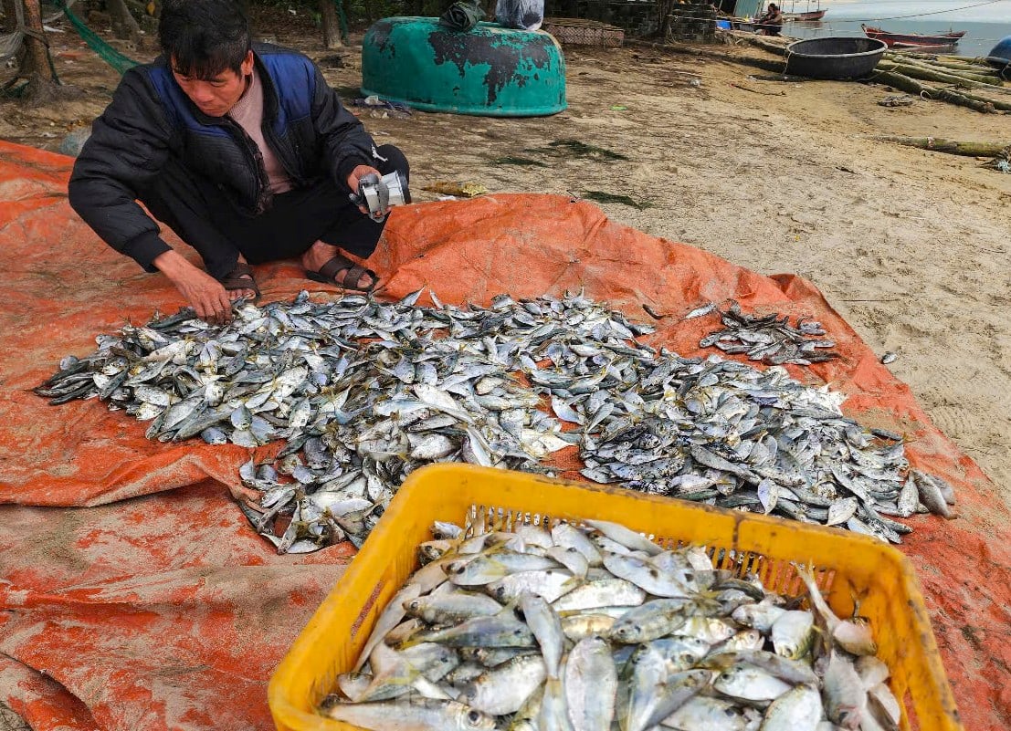 Hai ngày ra khơi, ngư dân Hà Tĩnh trúng đậm hải sản, thu nhập hàng chục triệu đồng ảnh 6