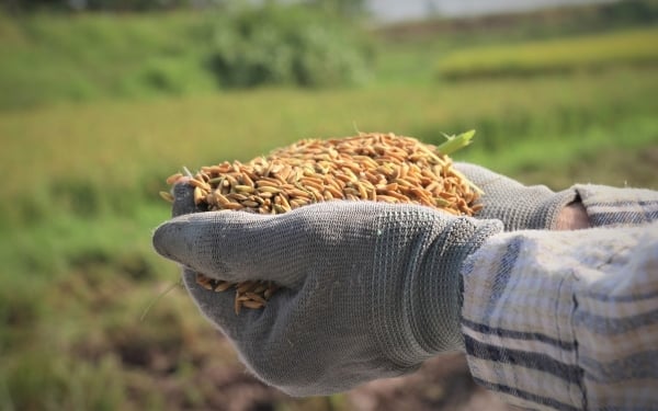 Réunion pour discuter des solutions pour la production et la consommation de riz