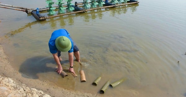 Nuôi tôm bị nhiễm bệnh phải bỏ hoang, thả con vật này xuống, vụ đầu anh nông dân Nghệ An đã lãi trăm triệu