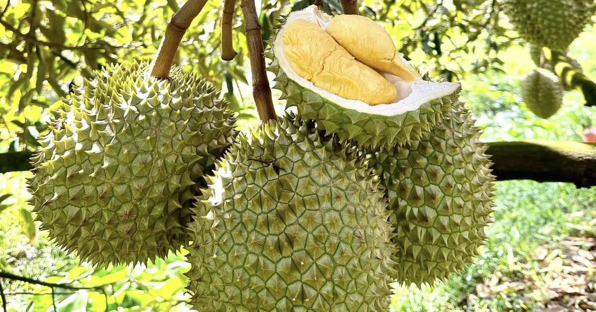 6 latest testing centers for yellow O substance in durian