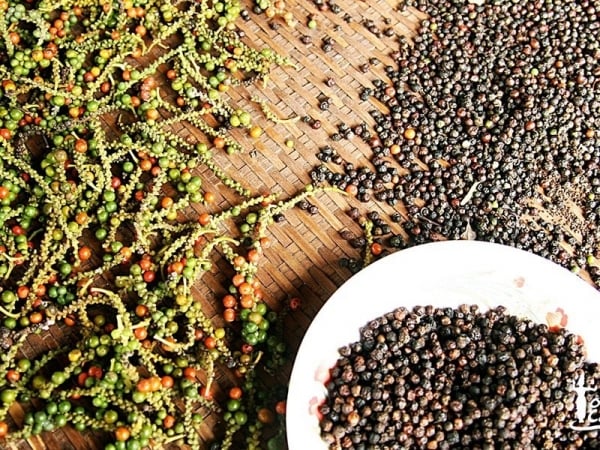 Stable market, Vietnam affirms its position as the global pepper capital