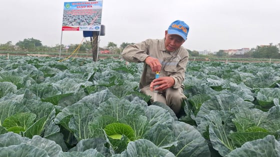 Repollo cultivado al estilo japonés, los agricultores no tienen que preocuparse por la producción