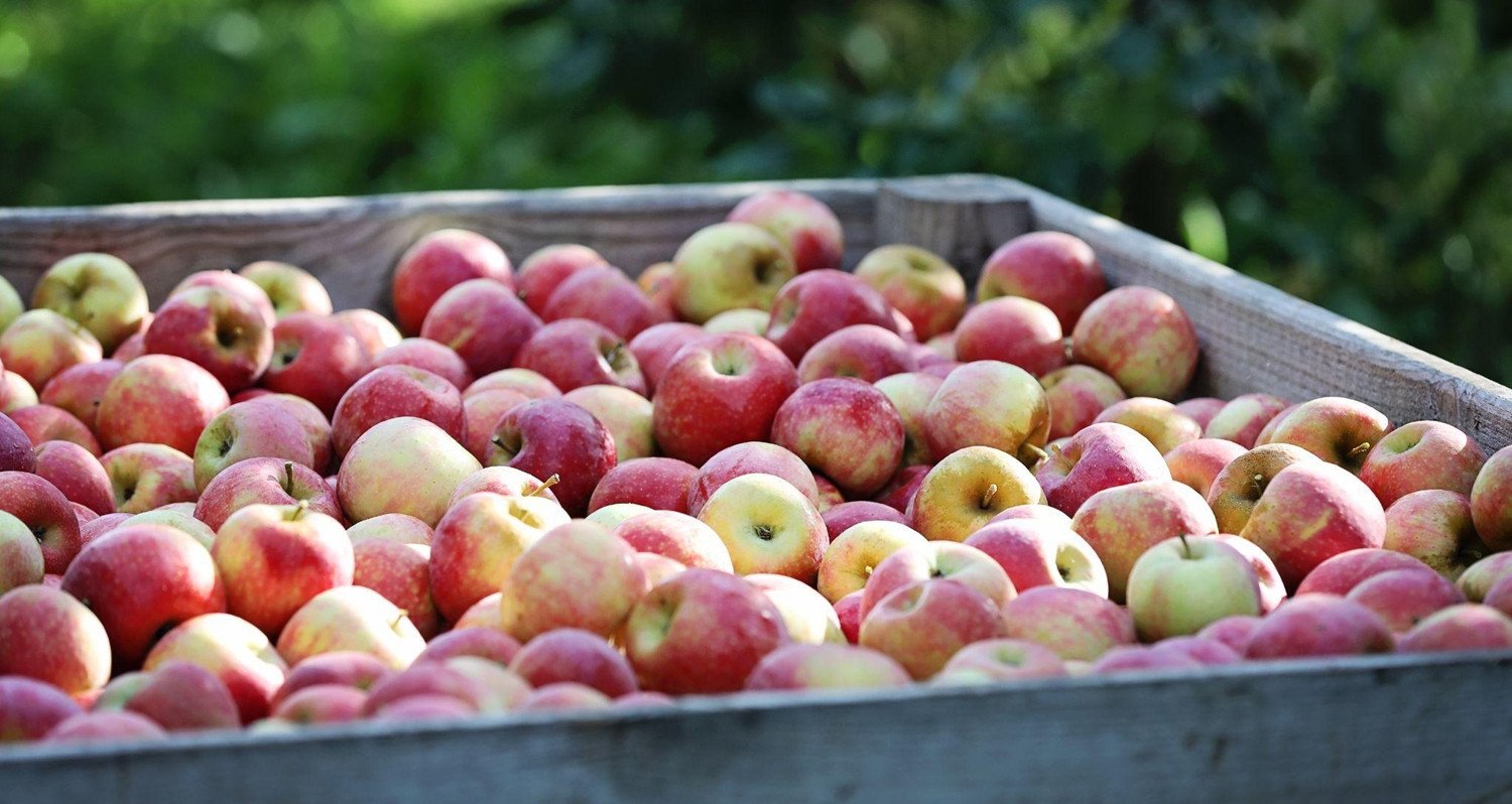 Las manzanas francesas son atractivas con sabores diversos y característicos.