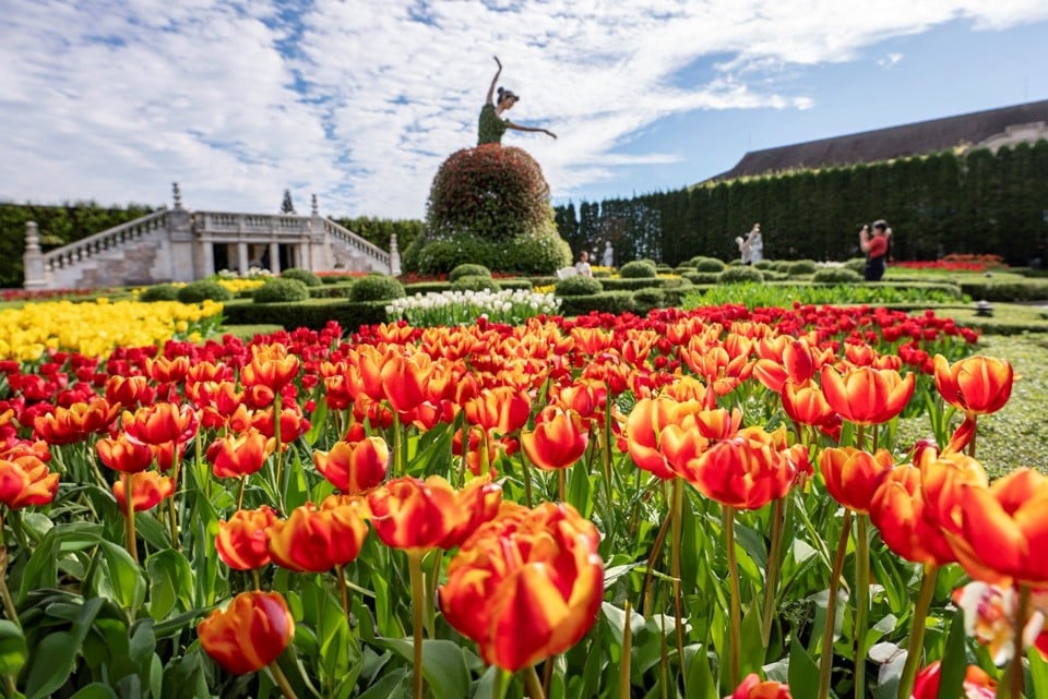 Ngoài khung cảnh thần tiên giữa biển mây, Sun World Ba Na Hills vẫn khiến lòng người mê mẩn bởi những vườn hoa tulip đang khoe sắc rực rỡ vẫn đang độ nở rực rỡ nhất.