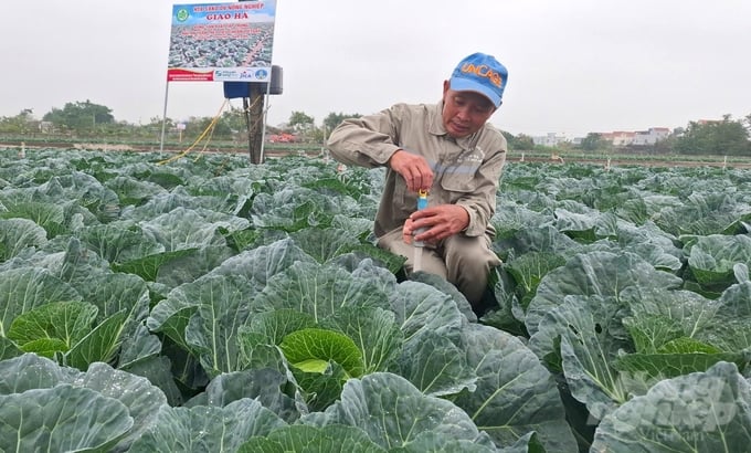 Laut Herrn Pham Van Huan spart die Produktion von sicherem Gemüse eine Menge Kosten und Arbeit und schützt die Umwelt. Foto: Trung Quan.