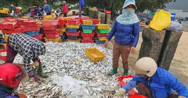 Two days at sea, Ha Tinh fishermen hit the jackpot with seafood, earning tens of millions of dong