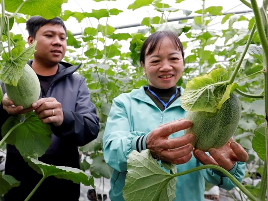 Profiter des avantages, attirer de nombreux grands investisseurs dans l'agriculture de haute technologie