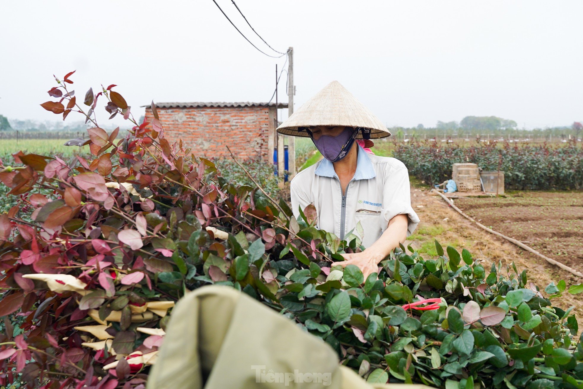 Hanoi's largest flower farm is busy harvesting flowers before March 8, photo 11