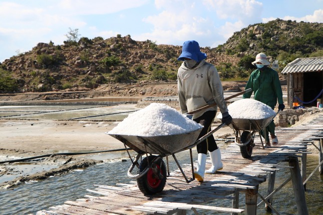 Les paludiers s'affairent dans les marais salants centenaires de Ninh Thuan photo 5