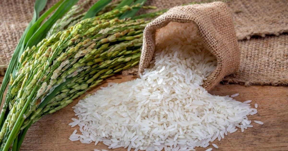 Rice prices continue to fall sharply, Prime Minister gives urgent instructions