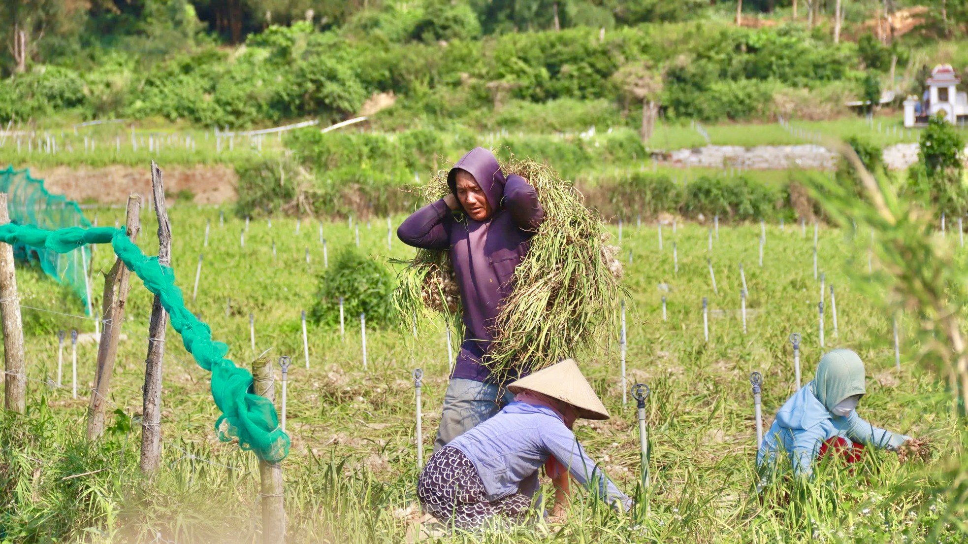 Tỏi Lý Sơn được mùa, nông dân chưa kịp vui đã méo mặt ảnh 15